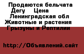 Продаются бельчата Дегу  › Цена ­ 3 000 - Ленинградская обл. Животные и растения » Грызуны и Рептилии   